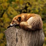 fox, sleeping, resting
